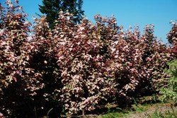 Acer pseudoplatanus 'Eskimo Sunset' — photo 3