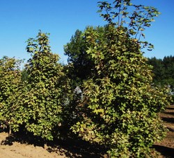 Acer pseudoplatanus 'Eskimo Sunset' — photo 4
