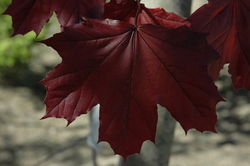 Acer platanoides 'Royal Red' — photo 1