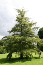 Alnus glutinosa 'Imperialis' — photo 2