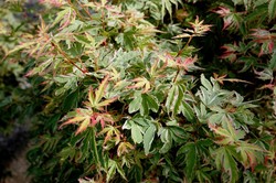 Acer palmatum 'Butterfly' — photo 3