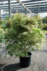 Acer palmatum 'Butterfly' — photo 4