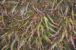 Acer palmatum dissectum 'Ever Red'' — photo 3