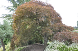 Acer palmatum dissectum 'Ever Red'' — photo 4