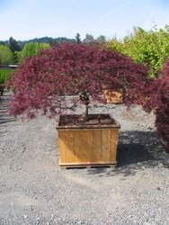Acer palmatum dissectum 'Red Select' — photo 2