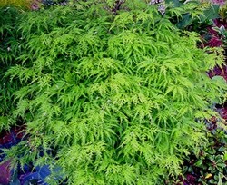 Acer palmatum 'Green Filigree' — photo 3