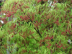 Acer palmatum 'Koto Ito Komachi' — photo 3