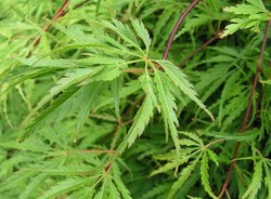 Acer palmatum 'Palmatifidium' — photo 2