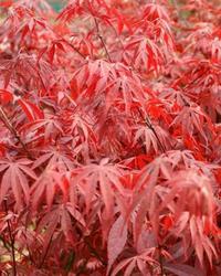 Acer palmatum 'Suminigashi' — photo 2