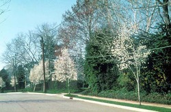 Amelanchier laevis 'Cumulus' — photo 2