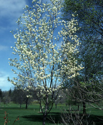 Amelanchier laevis 'Cumulus' — photo 3