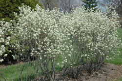 Amelanchier Rainbow Pillar — photo 2