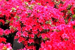 Azalea 'Hino-Crimson'( Kurume Hybrid) — photo 2