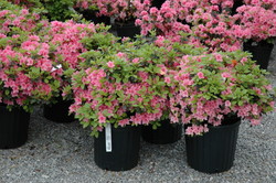 Azalea 'Karen' — photo 2