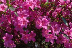 Azalea 'Karen' — photo 3