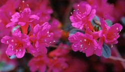 Azalea 'Amoena' — photo 2