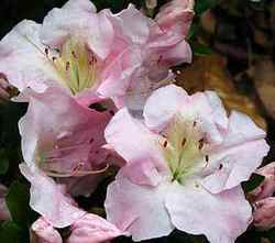 Azalea Peter Pooker — photo 2