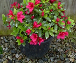 Rhododendron 'Nikka Niko' — photo 1