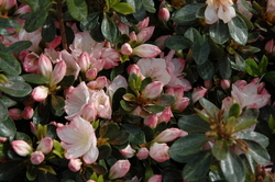 Azalea Peggy Ann — photo 2