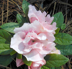 Azalea 'Nancy of Robin hill'(Robin Hill Hybrid) — photo 2