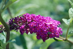 Buddleia davidii 'Pink Delight' — photo 2