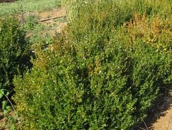 Buxus Faulkner — photo 2