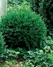 Buxus m. 'Chicago Land Grows' (Glencoe) — photo 1