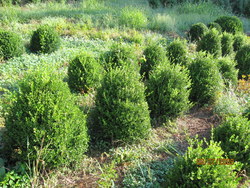 Buxus microphylla 'Winter Green' — photo 3