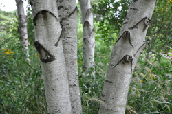 Betula japonica 'White Spire' — photo 1
