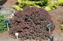 Berberis thunbergii f. atropurpurea 'Royal Burgundy' — photo 2