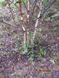Betula nigra — photo 1
