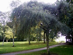 Betula pendula Youngii Contorted — photo 4