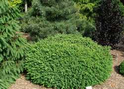 Buxus sempervirens 'Vardar Valley' — photo 1