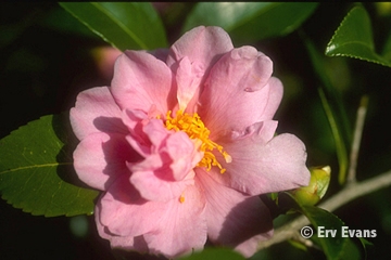 Camellia Winters Charm — photo 1