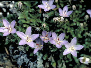 Campanula Olympica