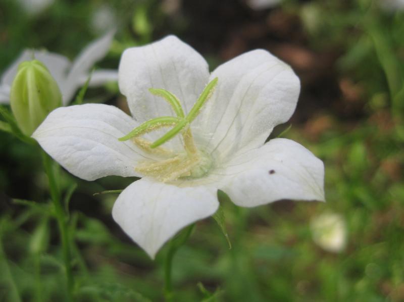 Campanula Pearl White