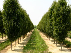 Carpinus betulus 'Fastigiata' — photo 1