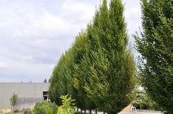 Carpinus betulus 'Fastigiata' — photo 2