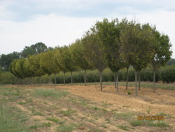 Carpinus betulus Globosa — photo 2