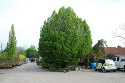 Carpinus betulus Globosa — photo 3