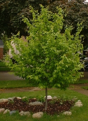 Carpinus caroliniana — photo 2
