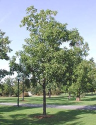 Carya ovata — photo 1