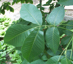 Carya ovata — photo 2