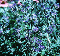 Caryopteris x clandonensis 'Dark Knight' — photo 2