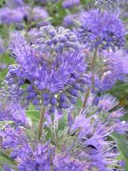 Caryopteris x clandonensis First Choice — photo 2