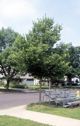Celtis occidentalis — photo 1