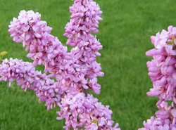 Cercis chinensis Avondale — photo 2