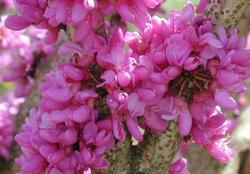 Cercis Don Egolf — photo 2
