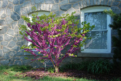 Cercis Don Egolf — photo 3