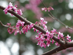 Cercis reniformis Oklahoma — photo 3